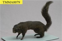 藏品(赤腹松鼠)的圖片